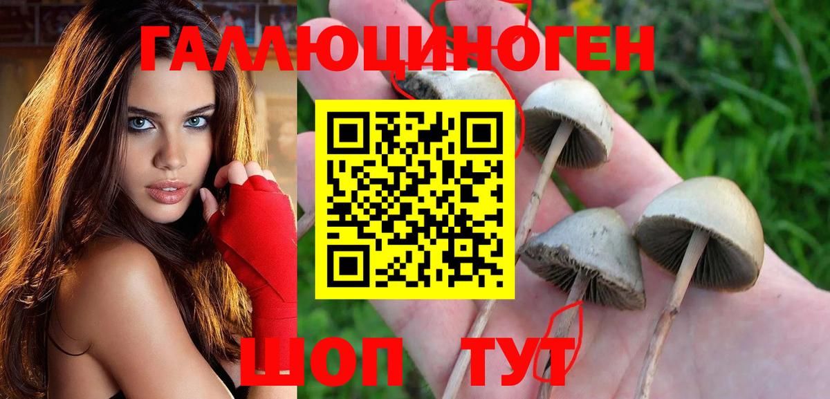 Саки  Галлюциногенные грибы Psilocybe  Вход с VPN 